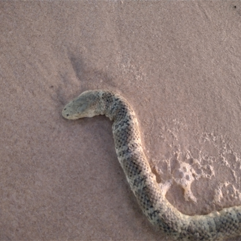 Hydrophis elegans
