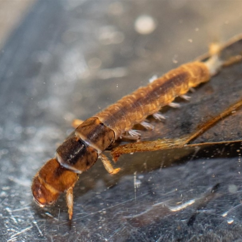 HYDROPSYCHIDAE (family)