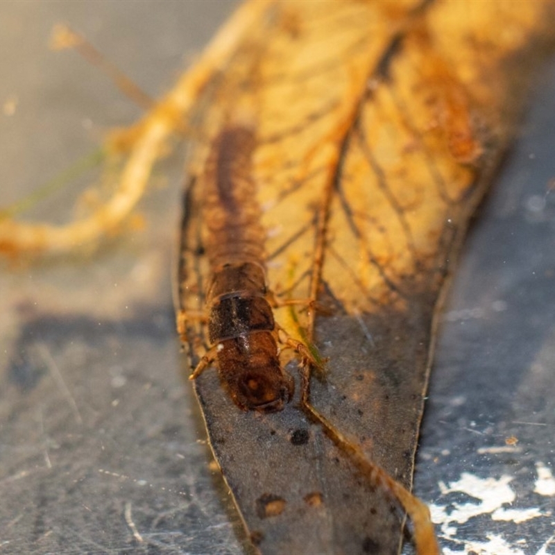 HYDROPSYCHIDAE (family)