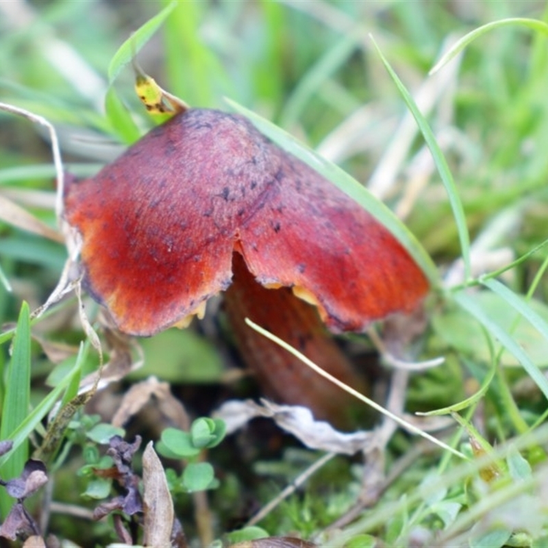 Hygrocybe astatogala