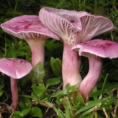 Hygrocybe cheelii