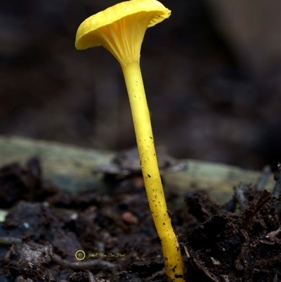 Hygrocybe chromolimonea