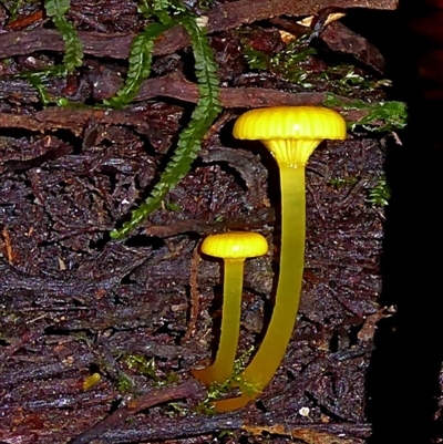 Hygrocybe chromolimonea