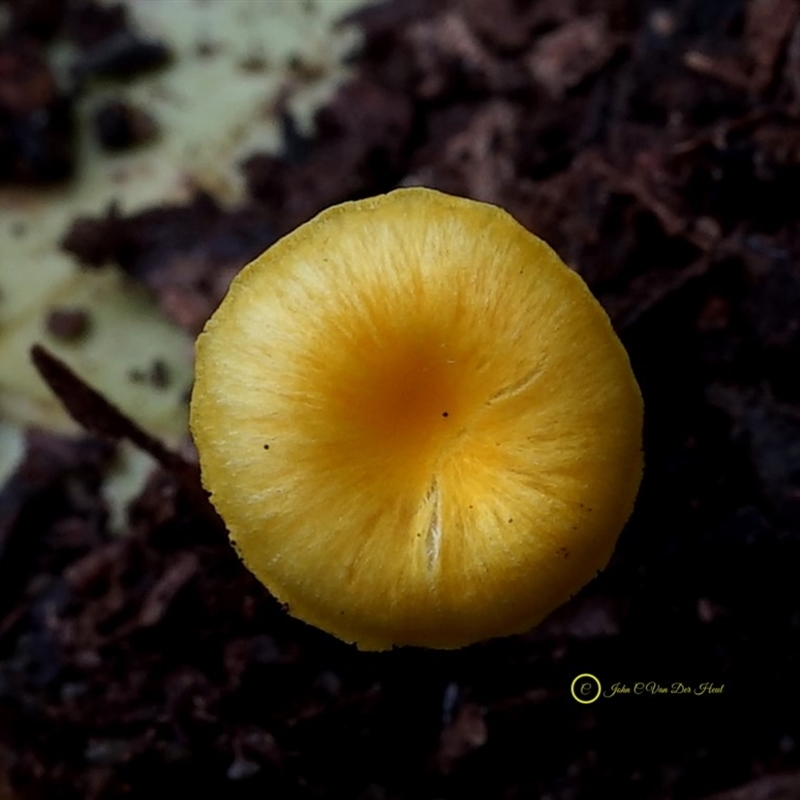 Hygrocybe chromolimonea