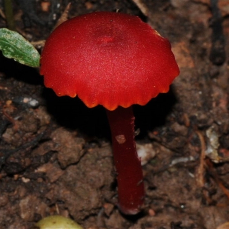 Hygrocybe miniata