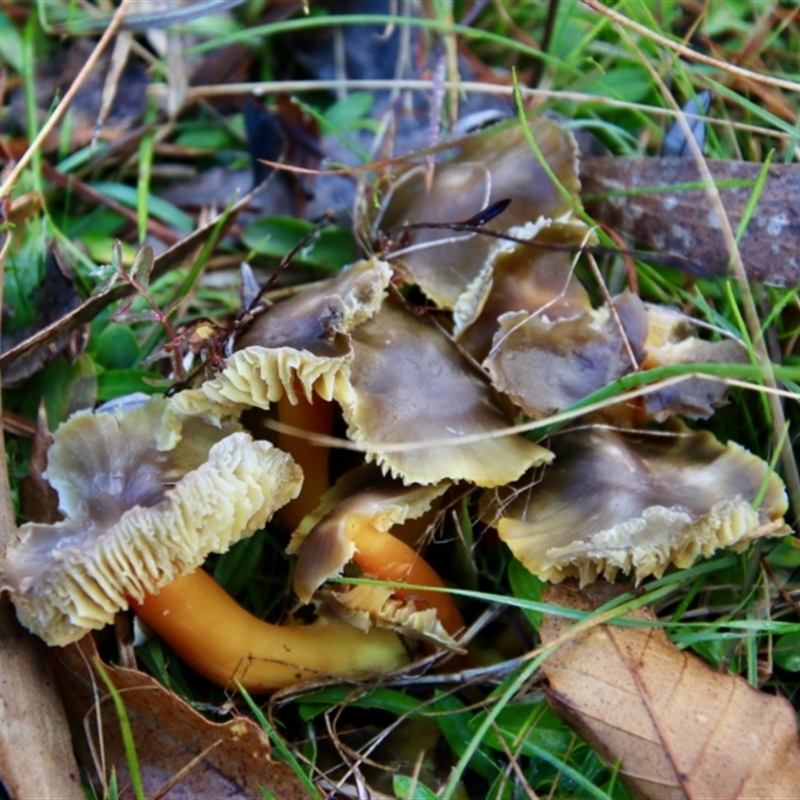 Hygrocybe sp.