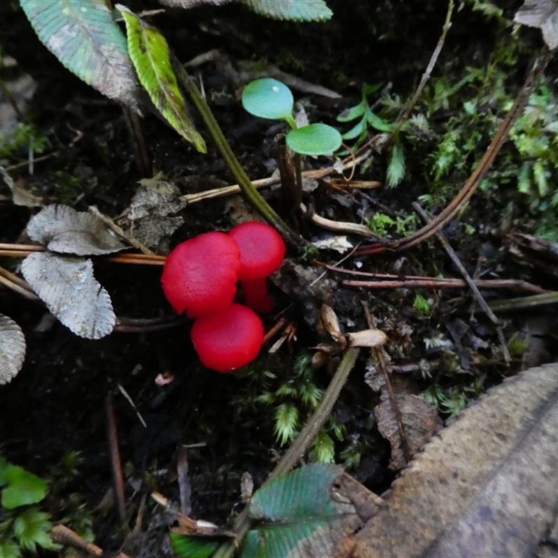 Hygrocybe sp.