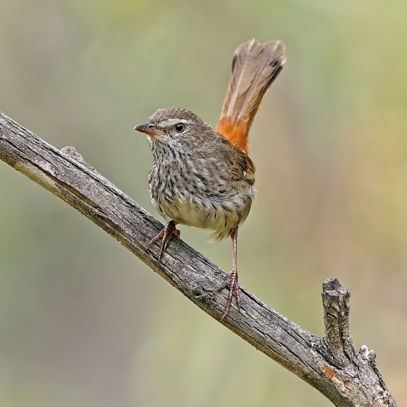 Hylacola pyrrhopygia