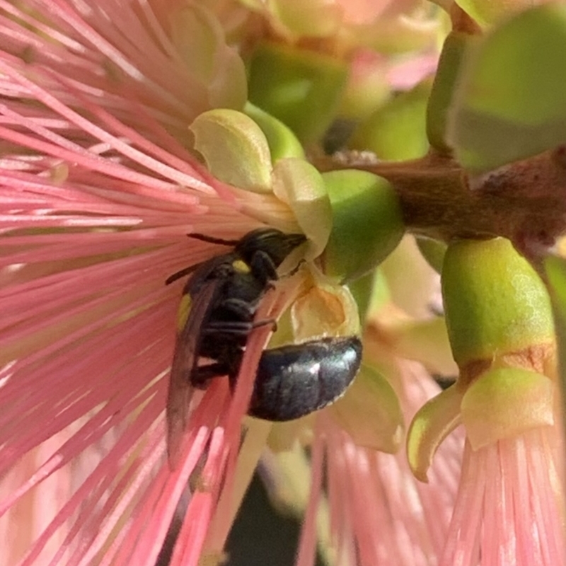 Hylaeus (Euprosopoides) perplexus