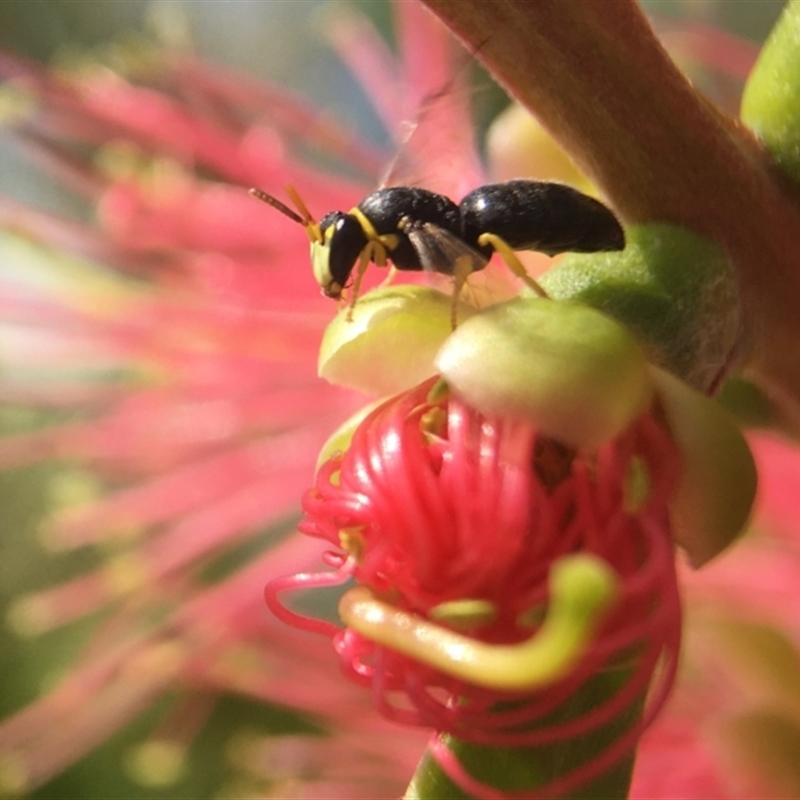 Hylaeus (Gnathoprosopis) euxanthus