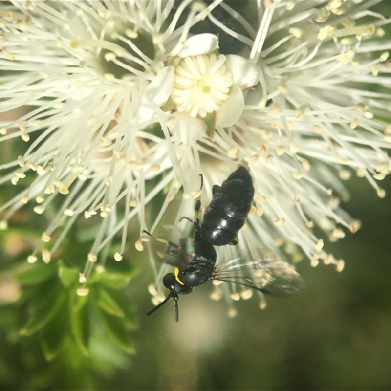 Hylaeus (Gnathoprosopoides) bituberculatus