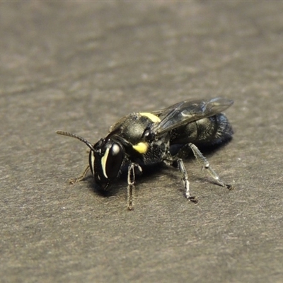 Hylaeus (Hylaeorhiza) nubilosus