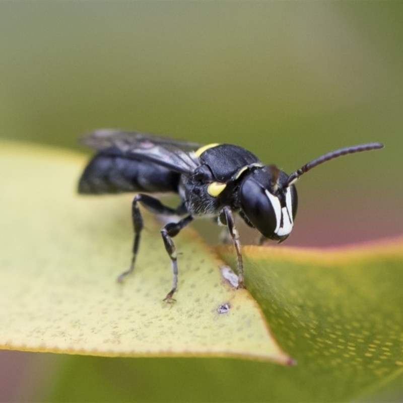 Hylaeus (Hylaeorhiza) nubilosus