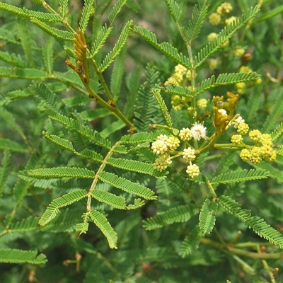 Acacia deanei subsp. paucijuga