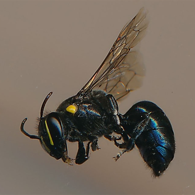 Hylaeus (Macrohylaeus) alcyoneus