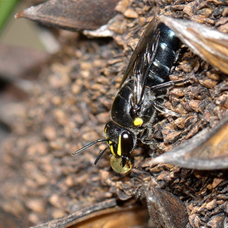 Hylaeus (Macrohylaeus) alcyoneus