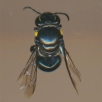 Hylaeus (Macrohylaeus) alcyoneus