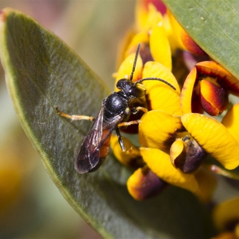 Hylaeus (Planihylaeus) daviesiae