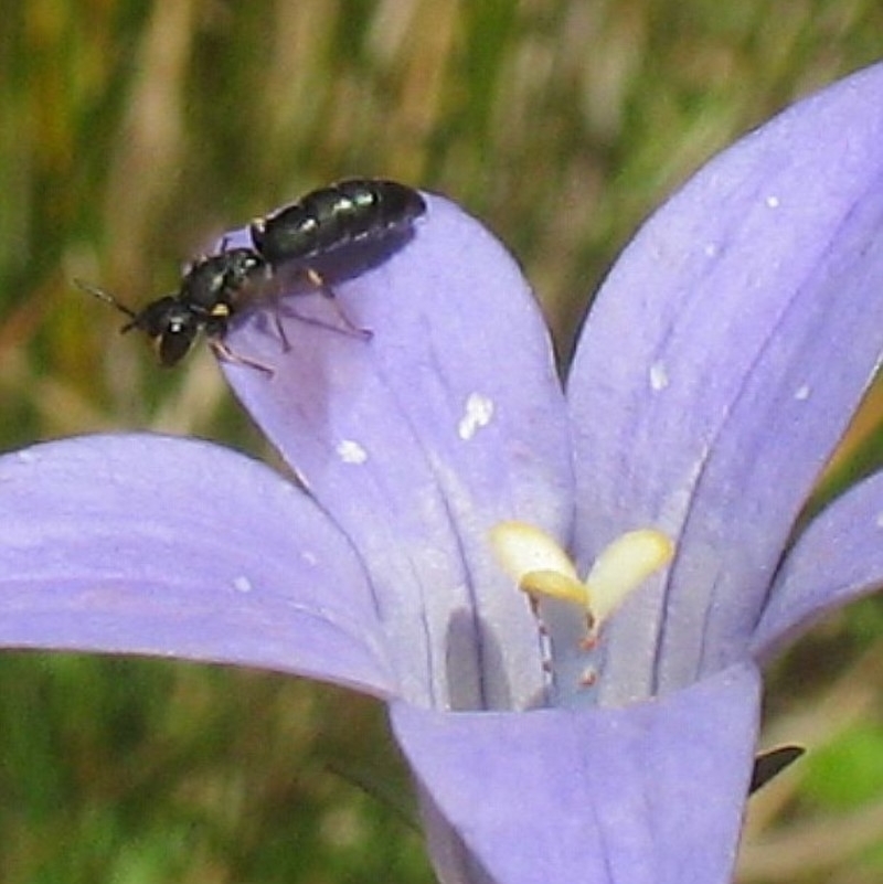 Hylaeus (Planihylaeus) quadriceps