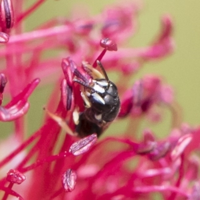 Hylaeus (Prosopisteron) aralis