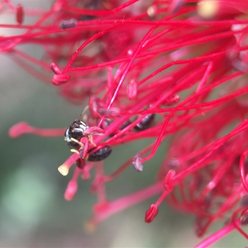 Hylaeus (Prosopisteron) chlorosoma