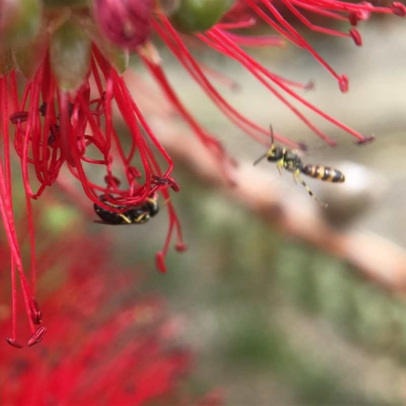 Hylaeus (Prosopisteron) chlorosoma