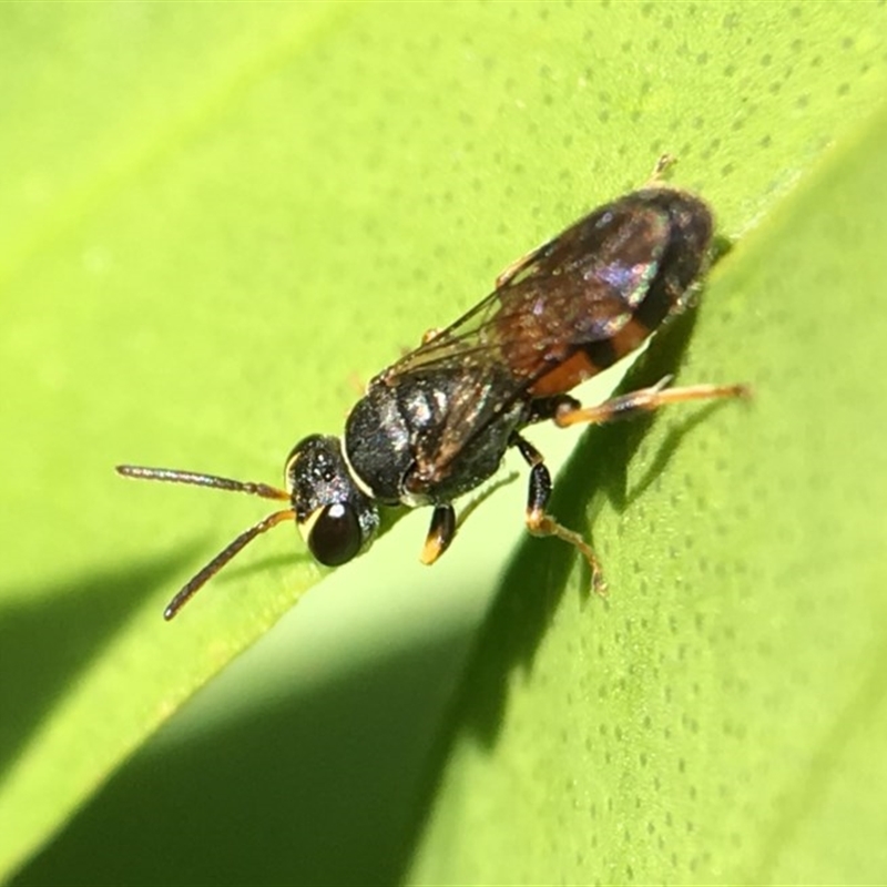 Hylaeus (Prosopisteron) littleri