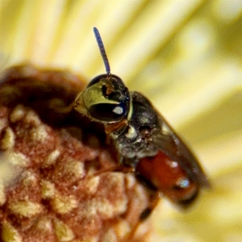 Hylaeus (Prosopisteron) littleri