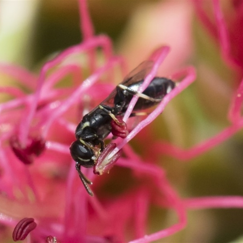 Hylaeus (Prosopisteron) minusculus