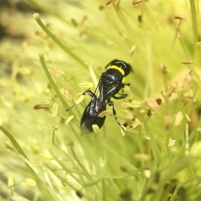 Hylaeus (Prosopisteron) primulipictus