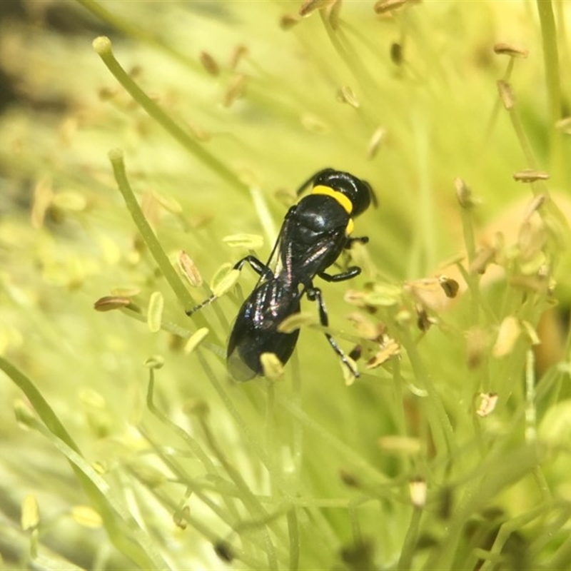 Hylaeus (Prosopisteron) primulipictus