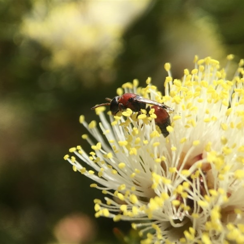 Hylaeus (Rhodohylaeus) proximus