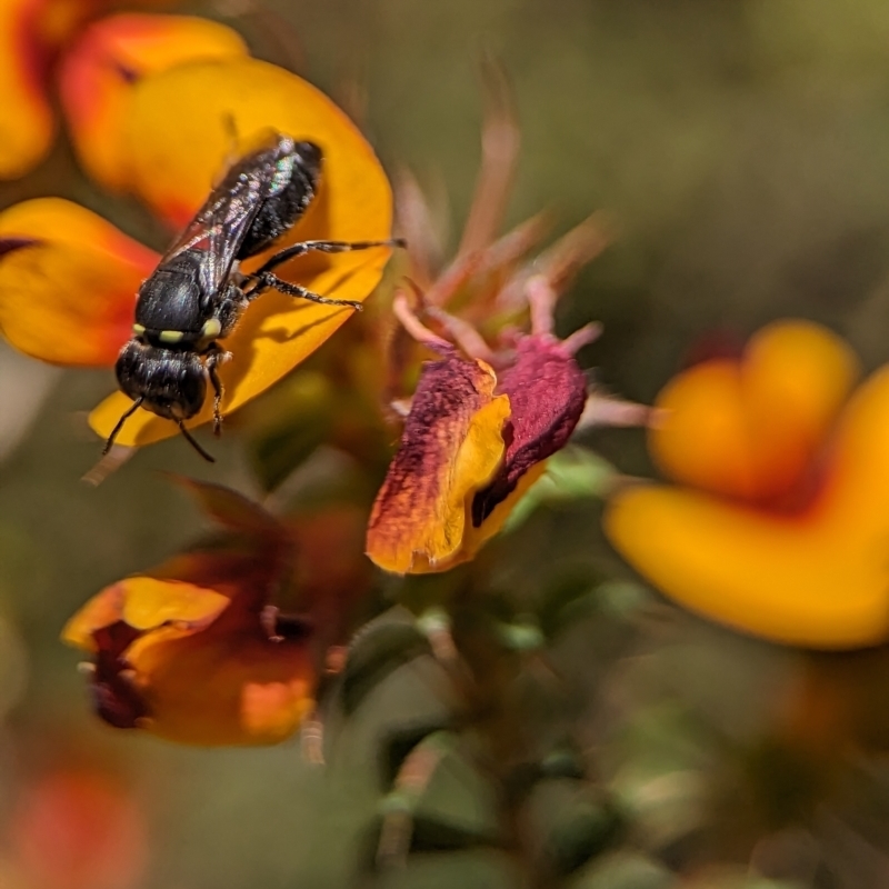 Hylaeus (Gnathoprosopis) amiculiformis