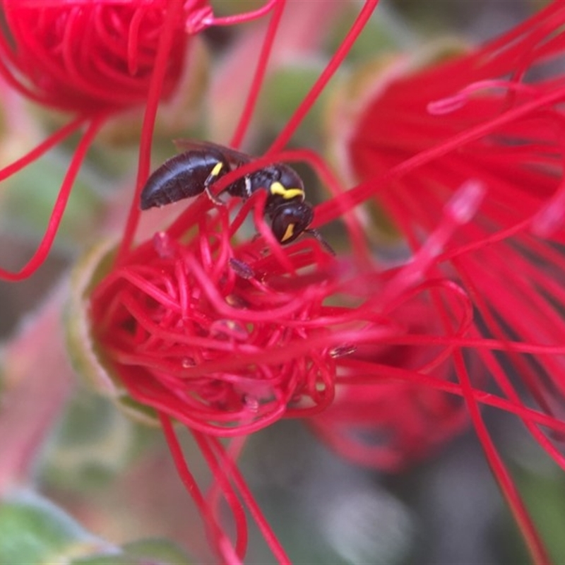 Hylaeus euxanthus