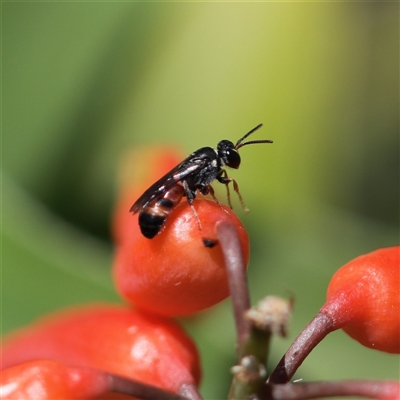 Hylaeus littleri