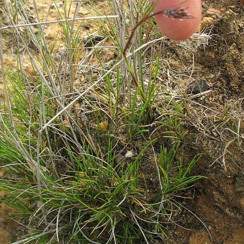 Amphipogon strictus