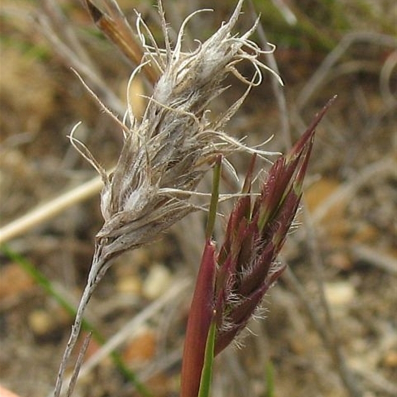 Amphipogon strictus