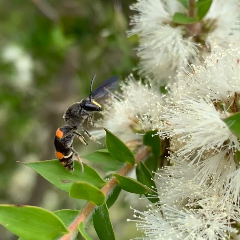 MALE