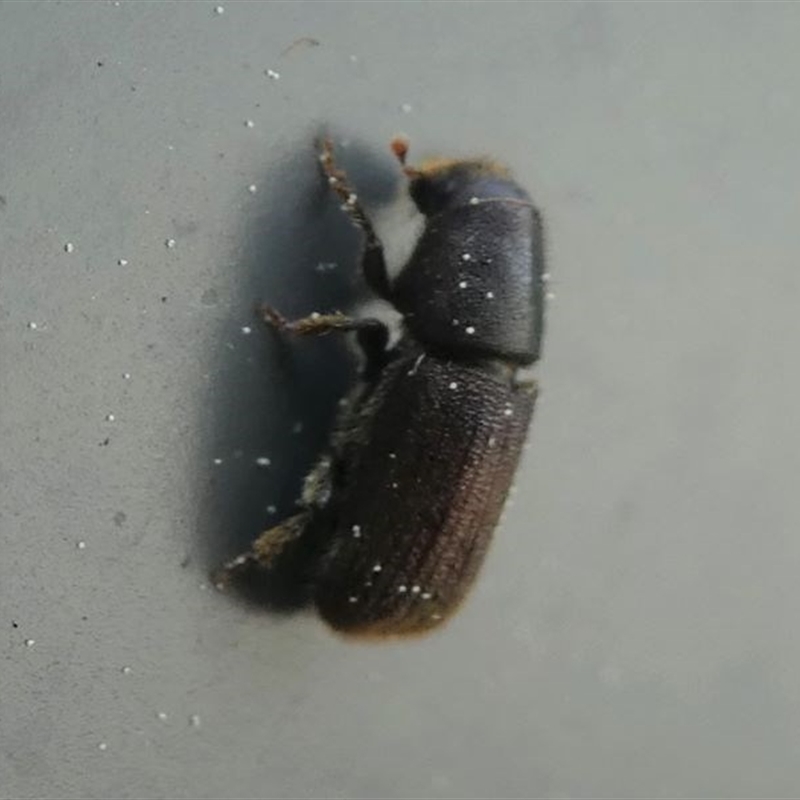 Hylurgus ligniperda