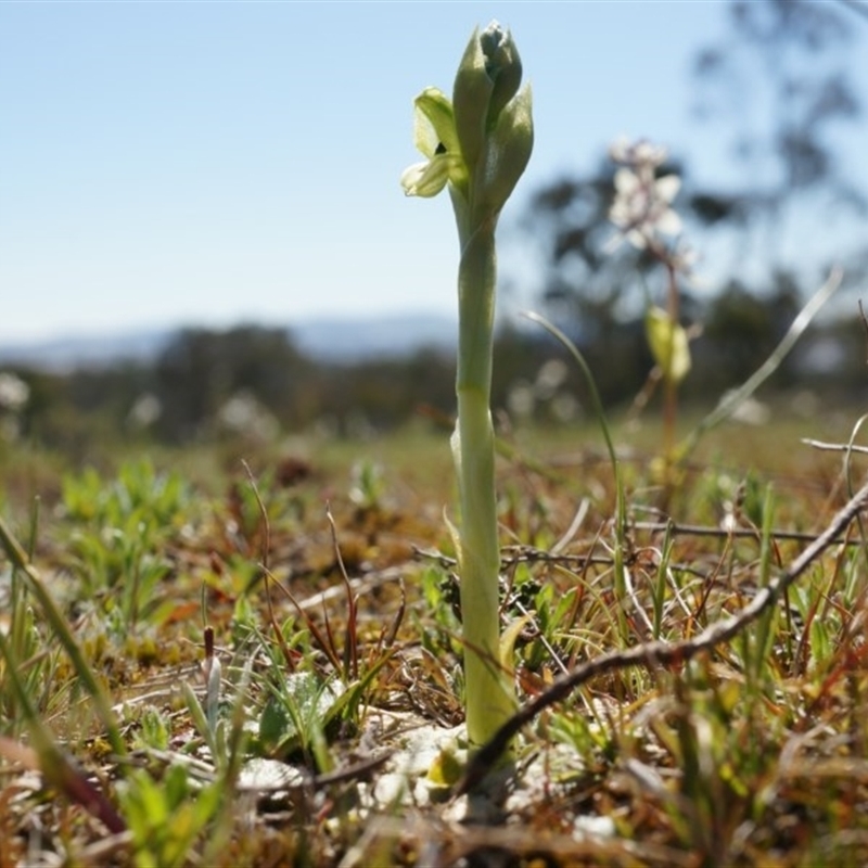 Hymenochilus bicolor (ACT) = Pterostylis bicolor (NSW)