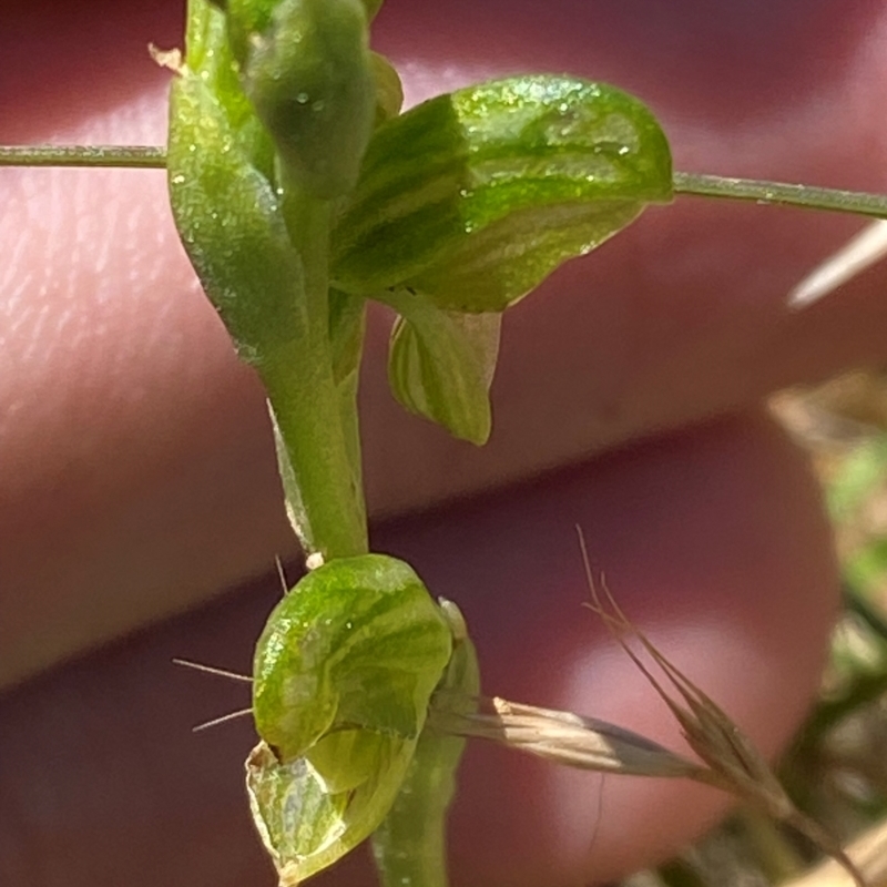 Hymenochilus clivicola