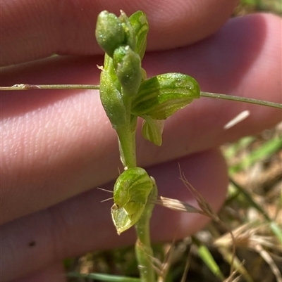 Hymenochilus clivicola