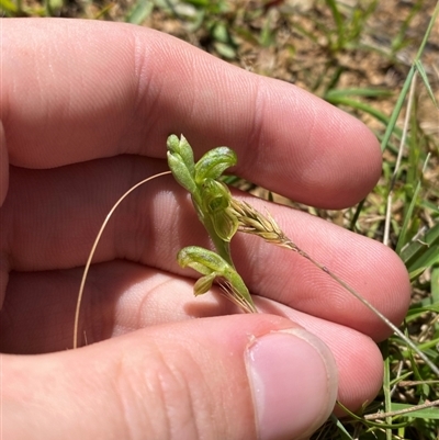 Hymenochilus clivicola