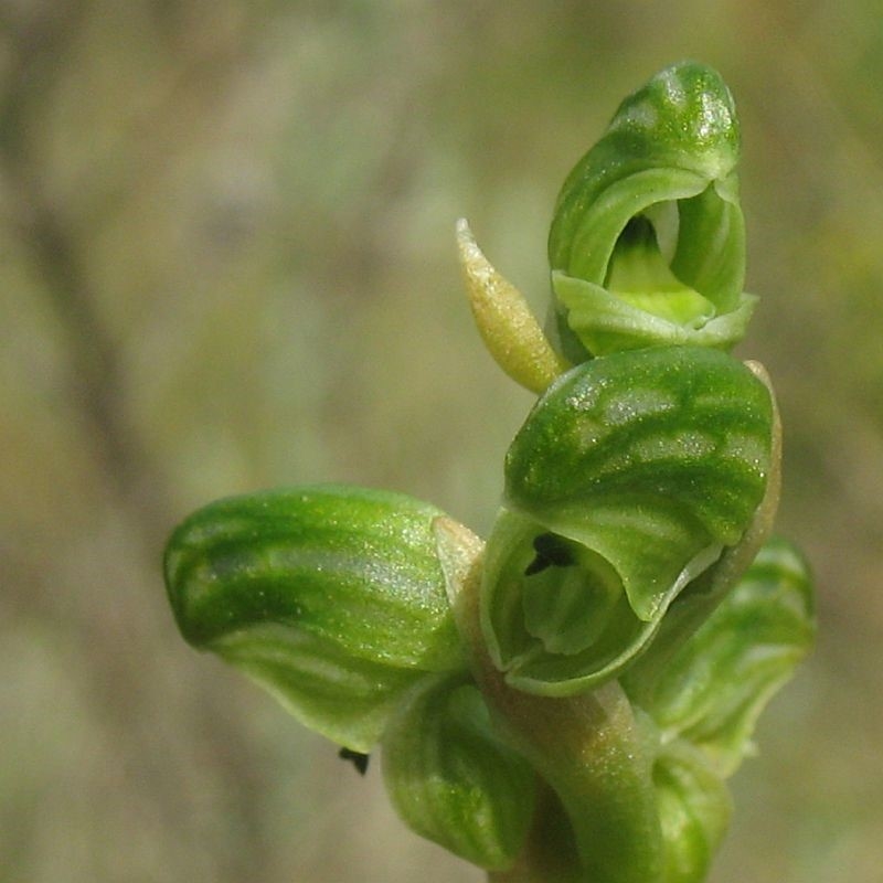 Hymenochilus crassicaulis