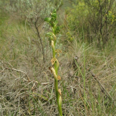 Hymenochilus crassicaulis