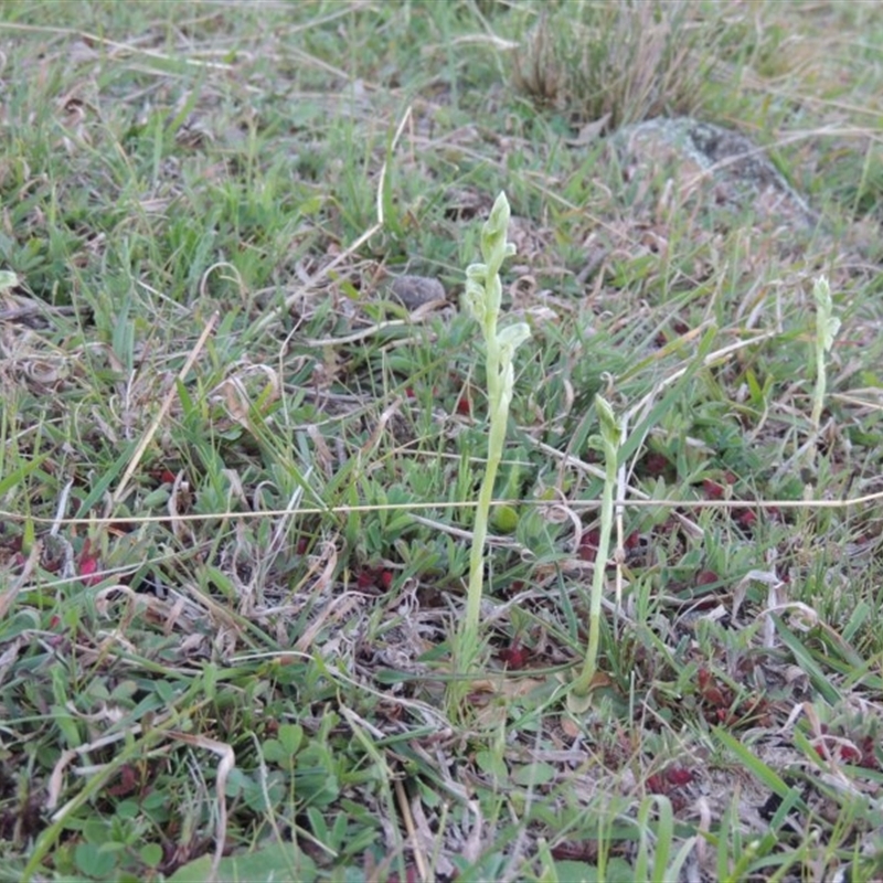 Hymenochilus cycnocephalus