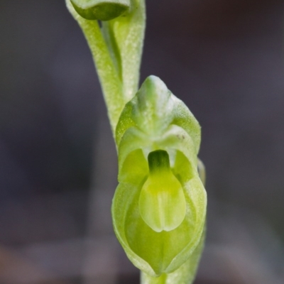 Hymenochilus muticus