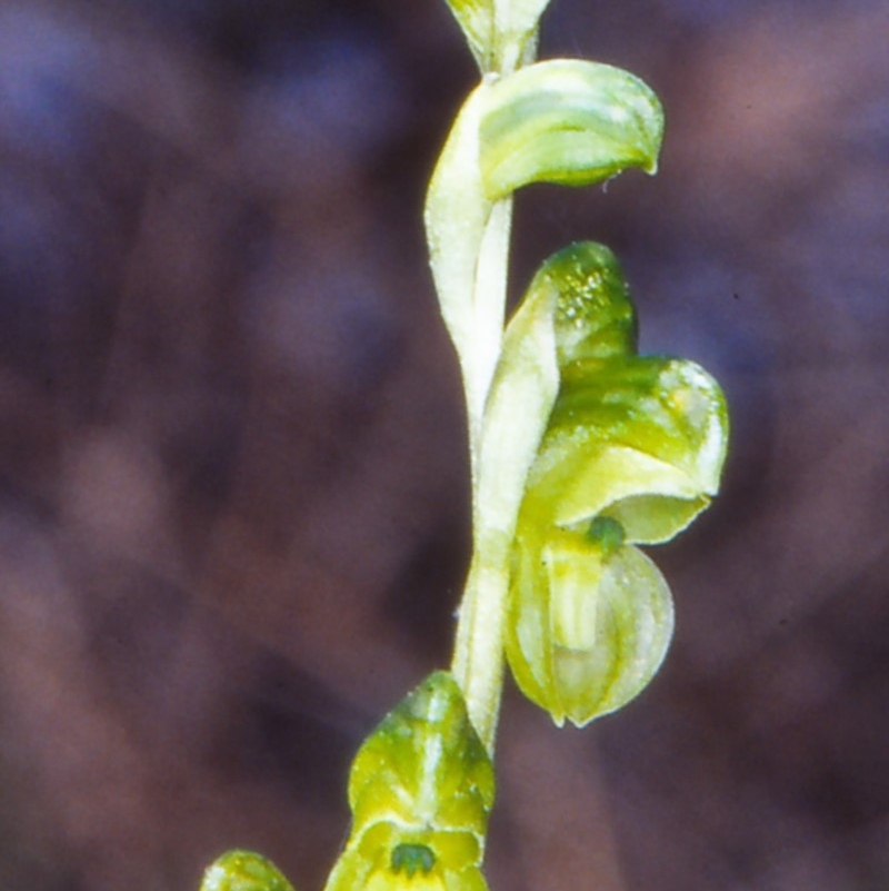 Hymenochilus muticus