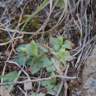 Hymenochilus sp.