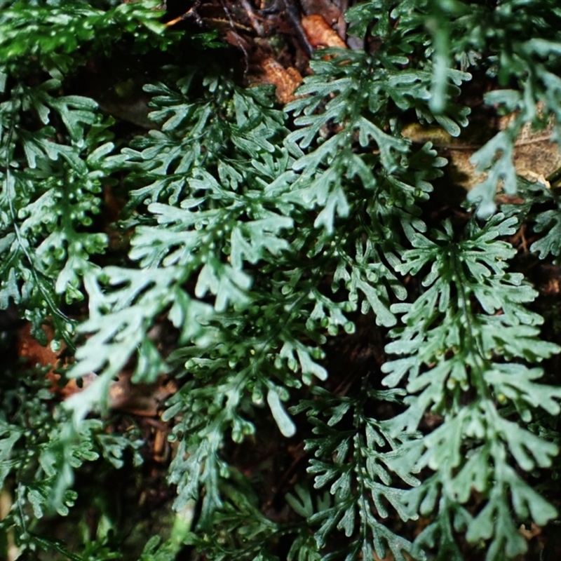 Hymenophyllum australe